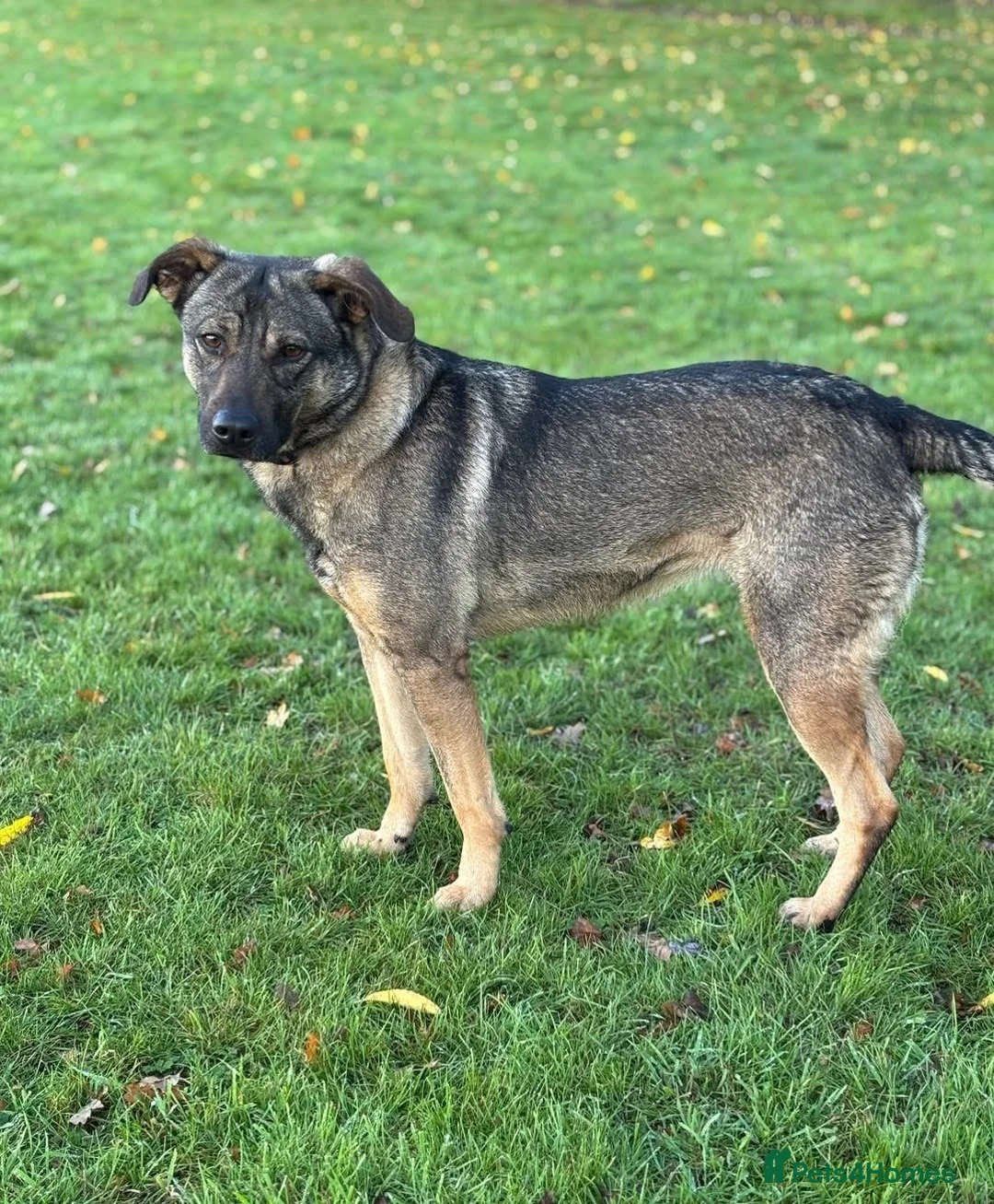 Mixed Breed dogs for adoption: Luna was stood up.... in Kidderminster - Advert 22