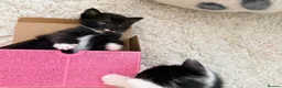 Mixed Breed cats for sale: Litter of 6 Gorgeous kittens  - Advert 13