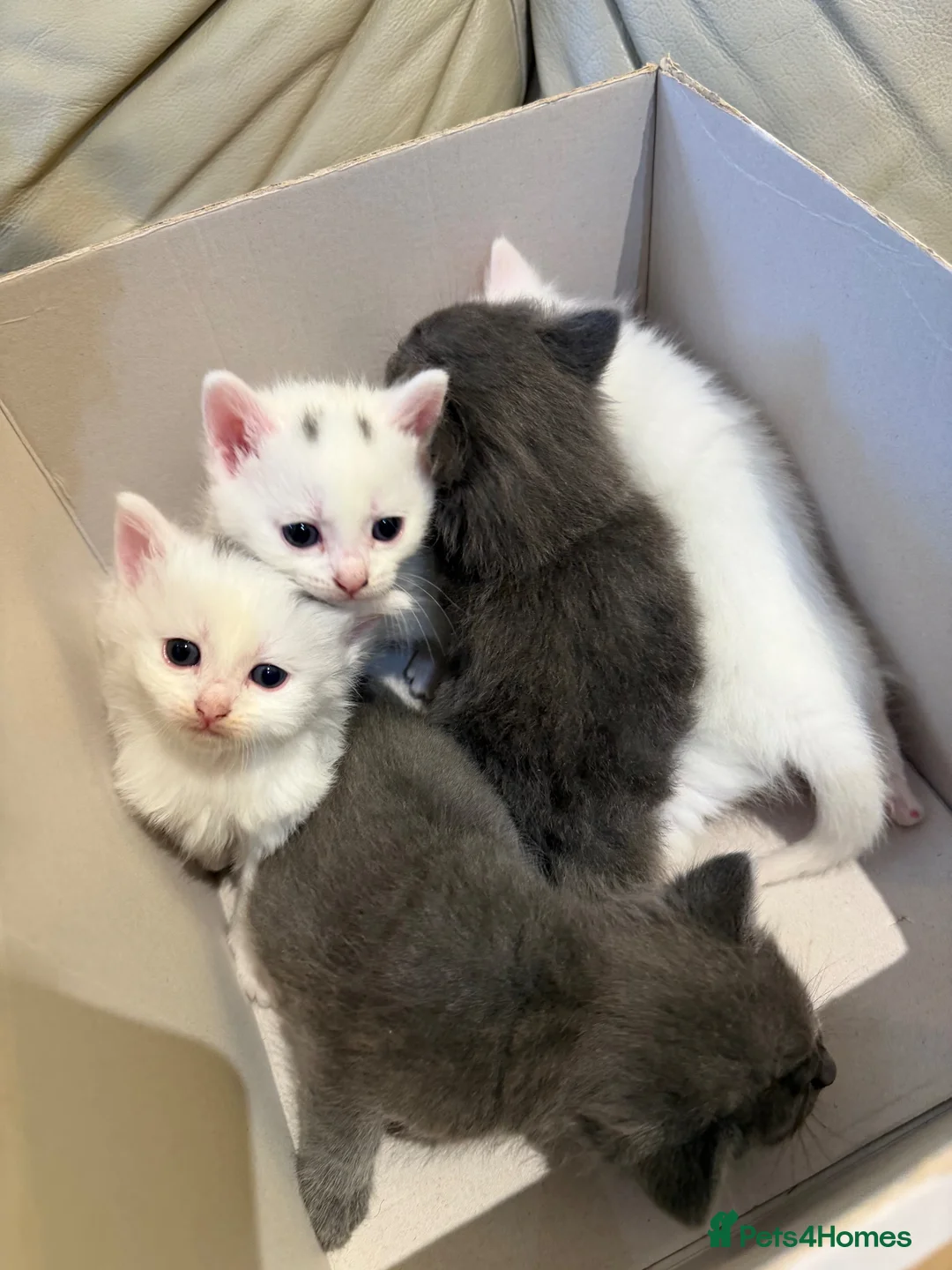 Ragdoll cats for sale: 5 Gorgeous kittens for sale - Advert 2