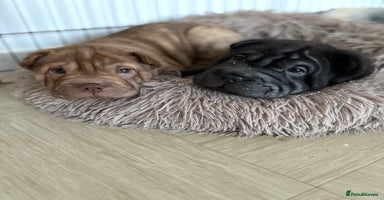 Shar Pei dogs Perfect SharPei Pups. 1 girl left. Ready now - Advert 3