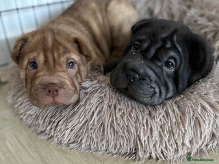 Shar Pei dogs Perfect Shar Pei Pups Ready now! 2 left. - Advert 2