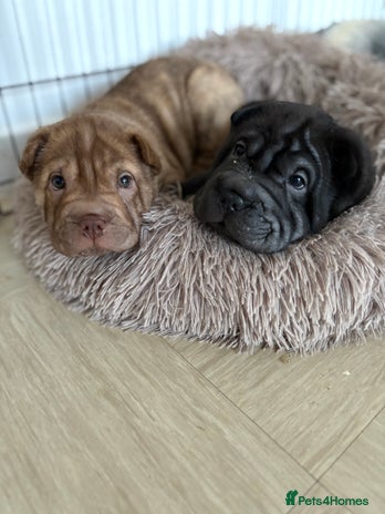 Shar Pei dogs Perfect Shar Pei Pups Ready now! 2 left. - Advert 6