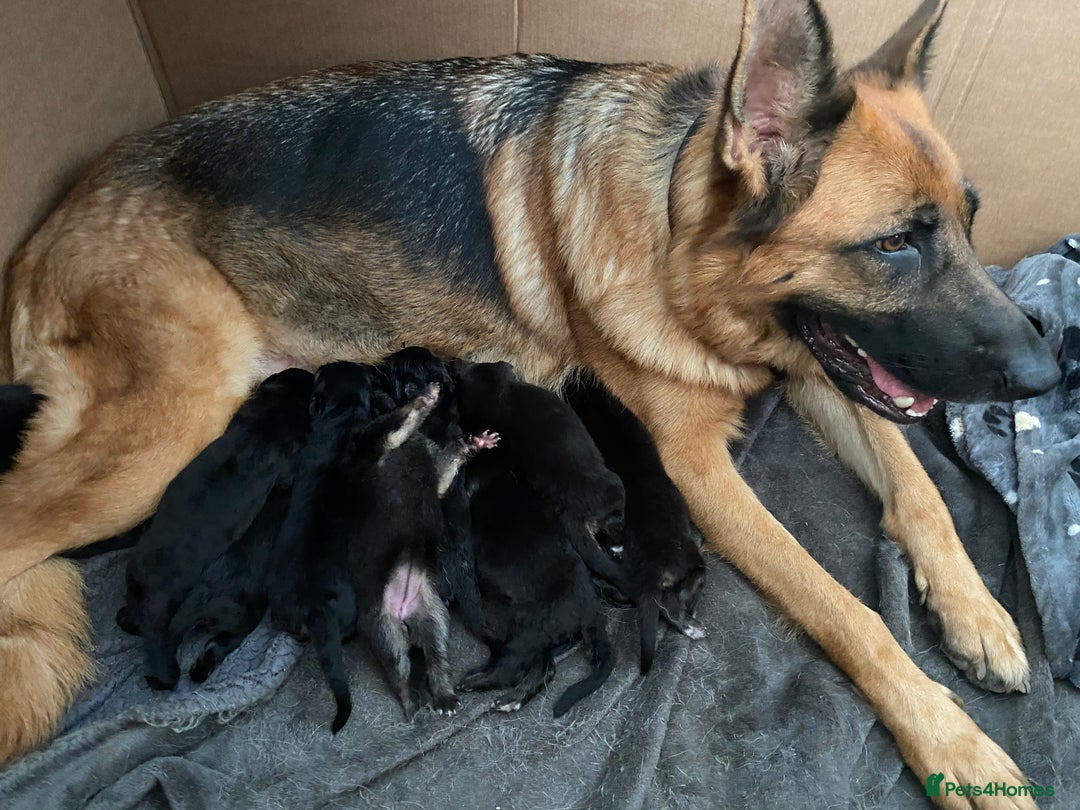 German Shepherd dogs for sale: 11 Cute German Shepherds!  - Image 7