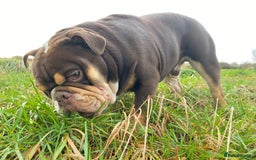 English Bulldog dogs for stud: Exclusive Tri-Colour Chocolate English Bulldog  - Image 18