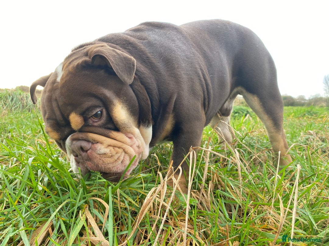 English Bulldog dogs for stud: Exclusive Tri-Colour Chocolate English Bulldog  - Image 18