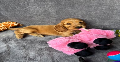 Cocker Spaniel dogs - Advert 9