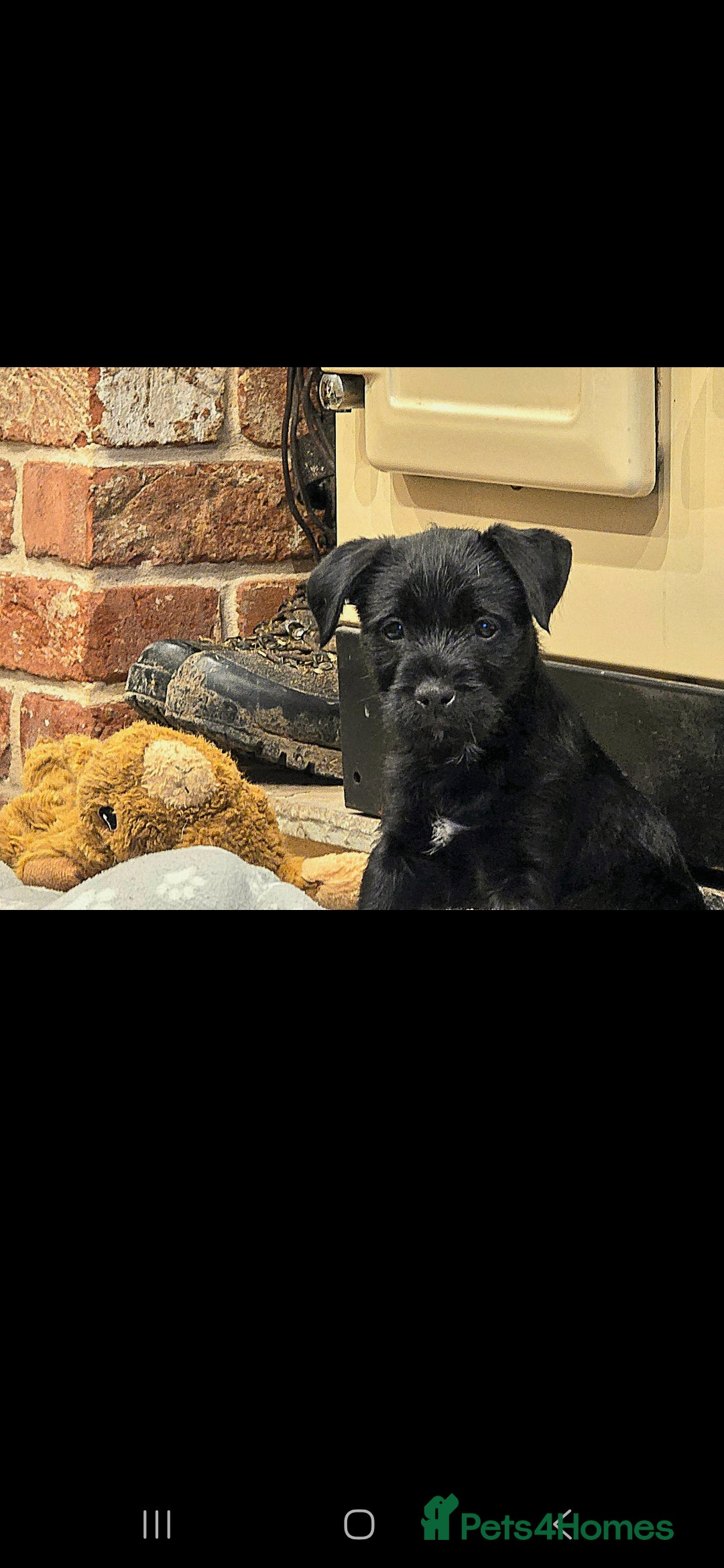 Mixed Breed dogs for sale: Border terrier cross patterdale terrier - Advert 11