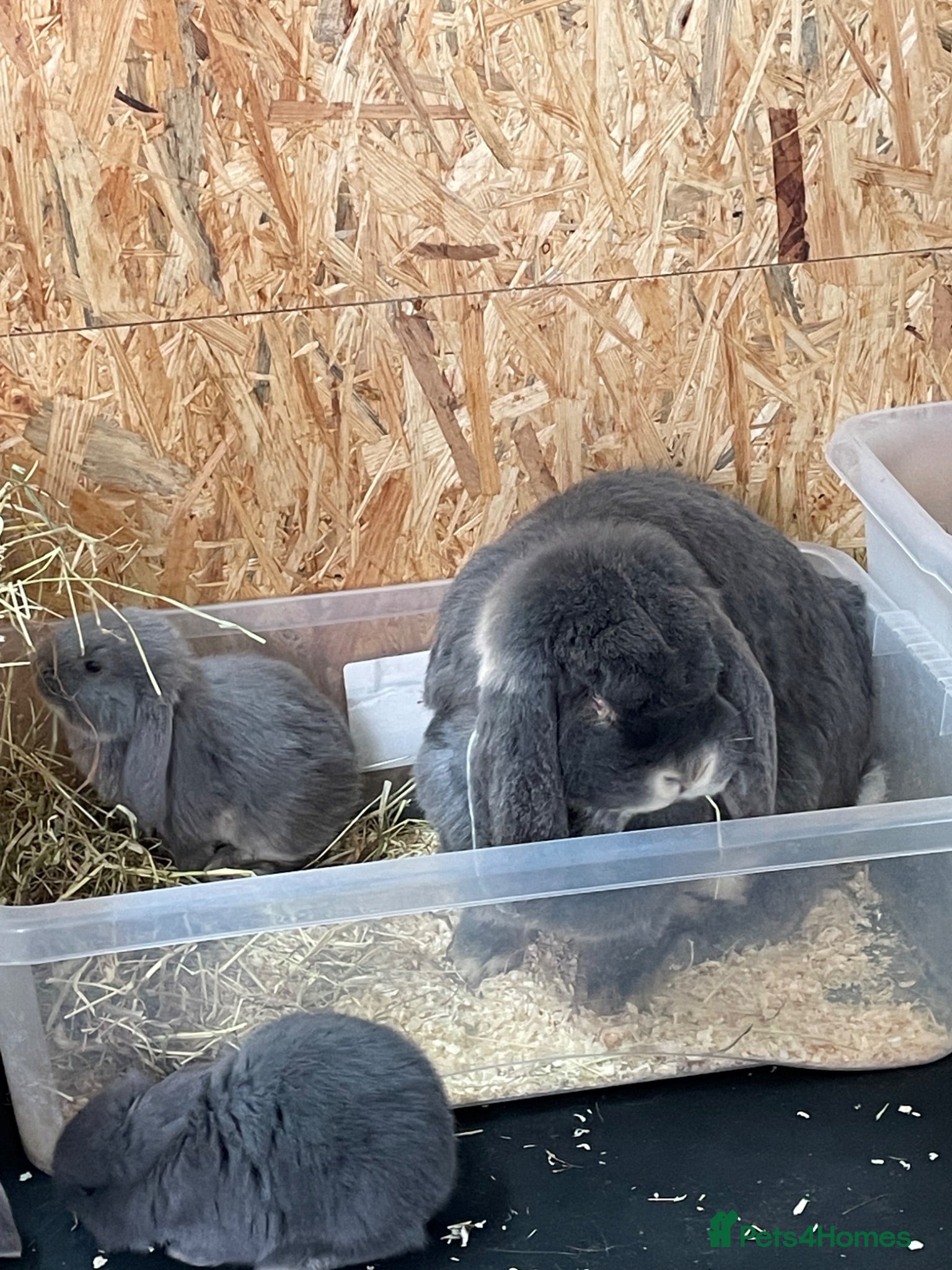 French Lop rabbits Beautiful French Lop Babies - Advert 2