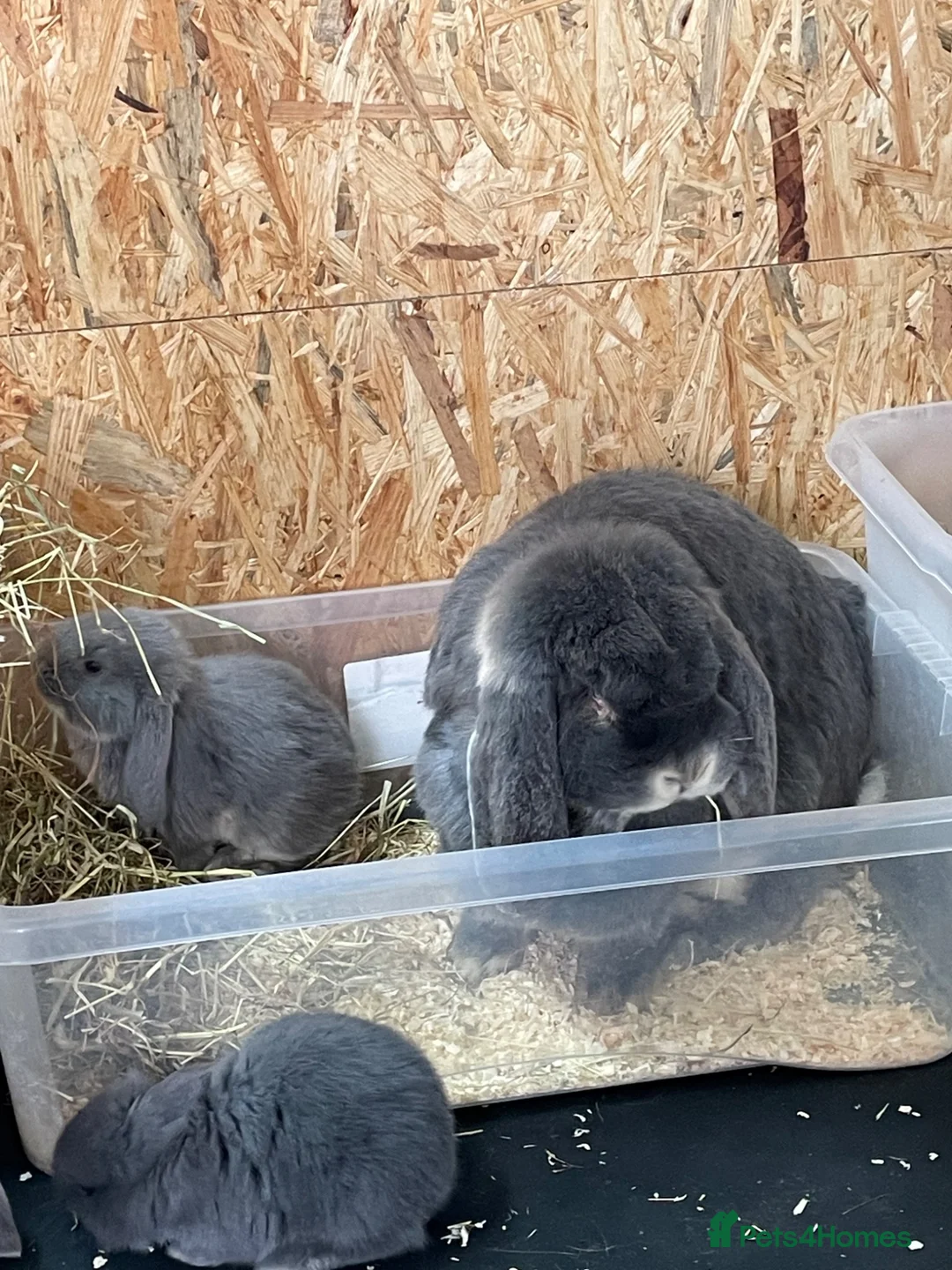 French Lop rabbits for sale: Beautiful French Lop Babies in Skegness - Advert 2