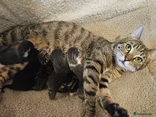 Mixed Breed cats Adorable kiitens - Advert 1