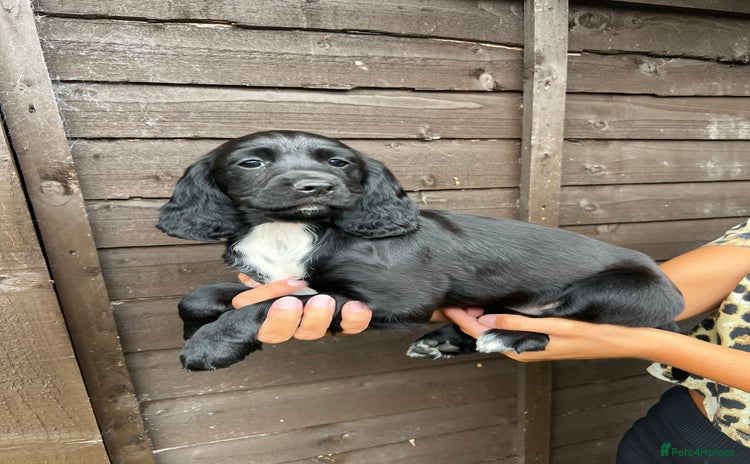 Cocker Spaniel dogs - Advert 11