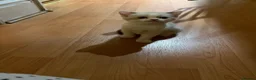 Scottish Fold cats for sale: 3 pure breed Scottish fold kittens in Thornton Heath - Advert 4