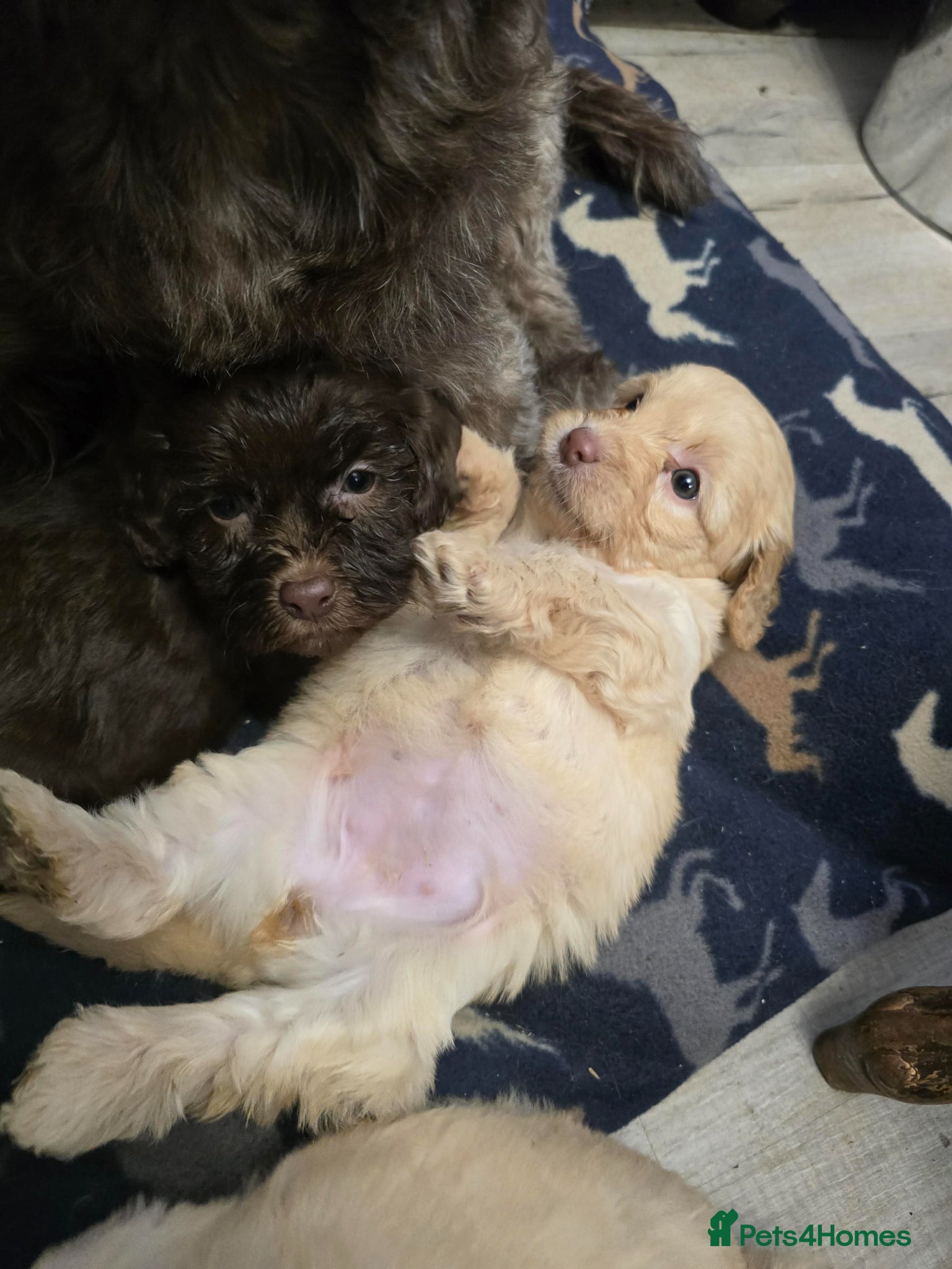 Shihpoo dogs Beautiful shihpoo puppies  - Advert 2