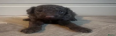 Poochon 1