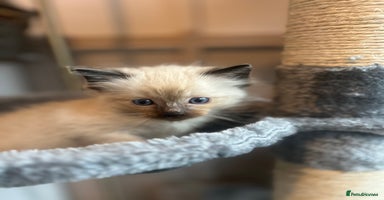 Ragdoll cats - Advert 16