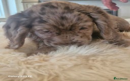 Cocker Spaniel dogs for sale: Cocker Spaniel puppies  - Image 20