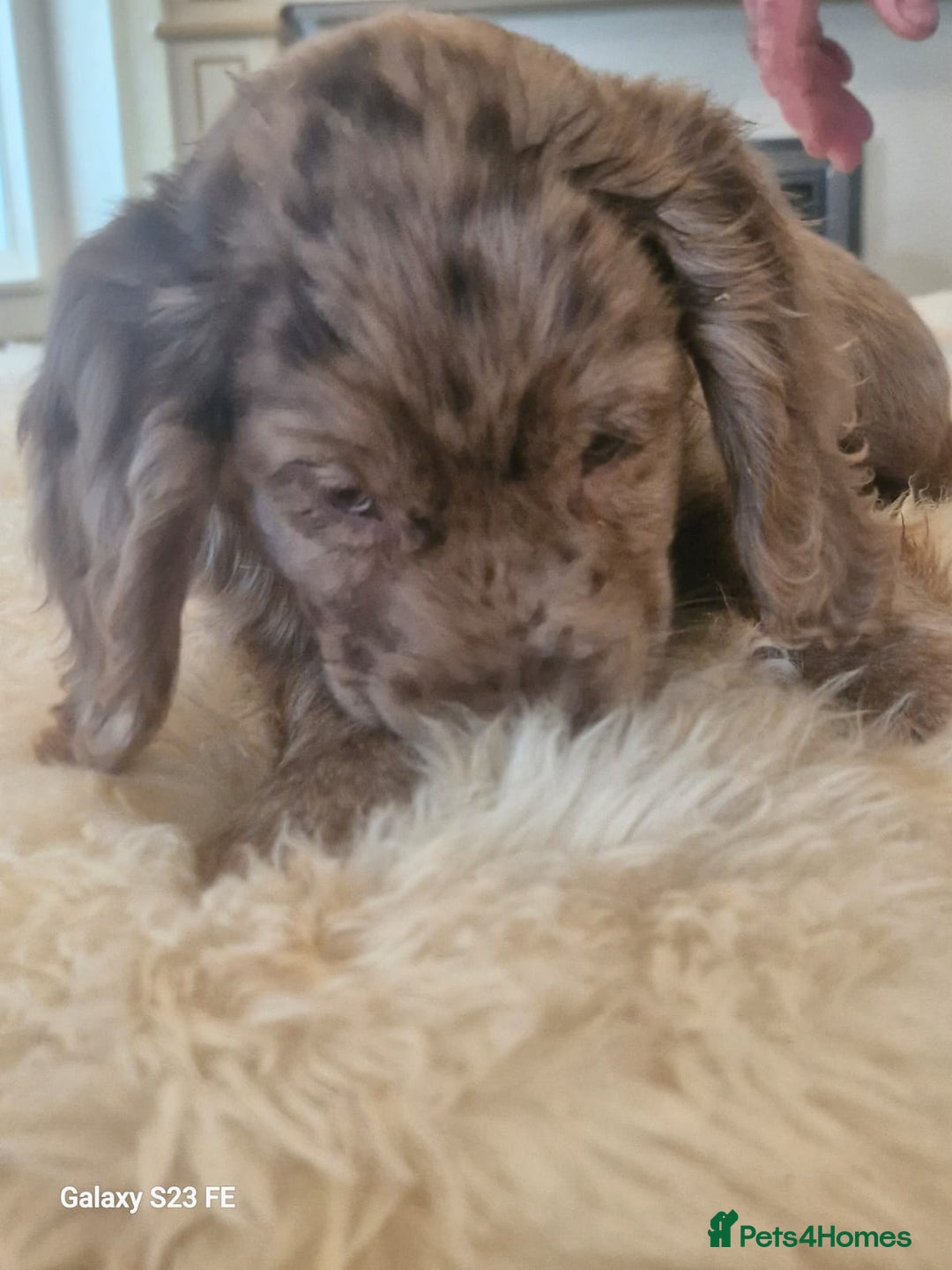 Cocker Spaniel dogs for sale: Cocker Spaniel puppies  - Image 20