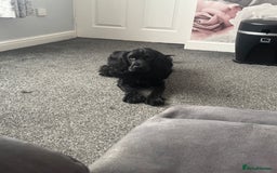 Cocker Spaniel dogs for sale: Beautiful show type cocker spaniel girl - Image 1