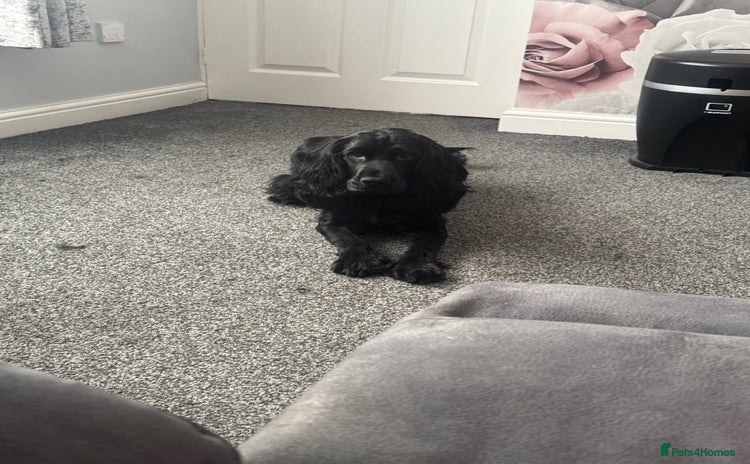 Cocker Spaniel dogs for sale - Advert 2