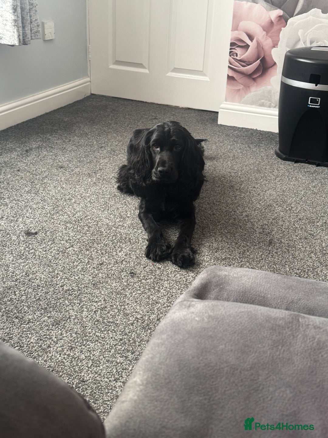 Cocker Spaniel dogs for sale: Beautiful show type cocker spaniel girl - Image 1