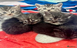 Persian cats for sale: 🌟 2 Chinchilla Persian Boy Kittens 🌟 - Image 11