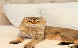 Scottish Fold cats for sale: Half Scottish half British short hair  in London - Image 6