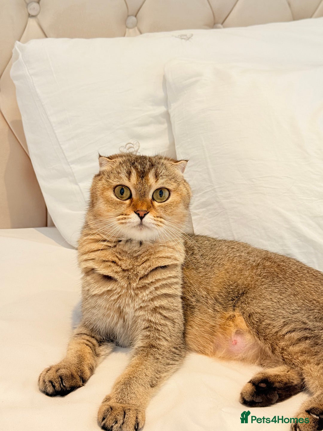 Scottish Fold cats for sale: Half Scottish half British short hair  in London - Image 6