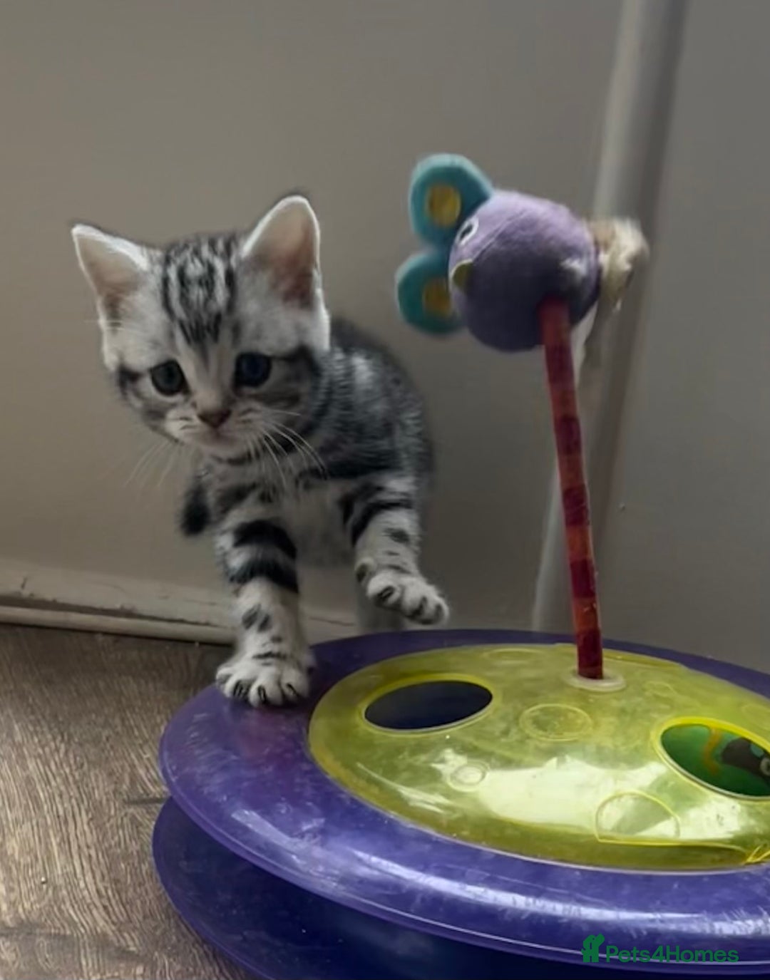 British Shorthair cats for sale: GCCF reg BSH BLACK SILVER TABBY KITTENS - Advert 6