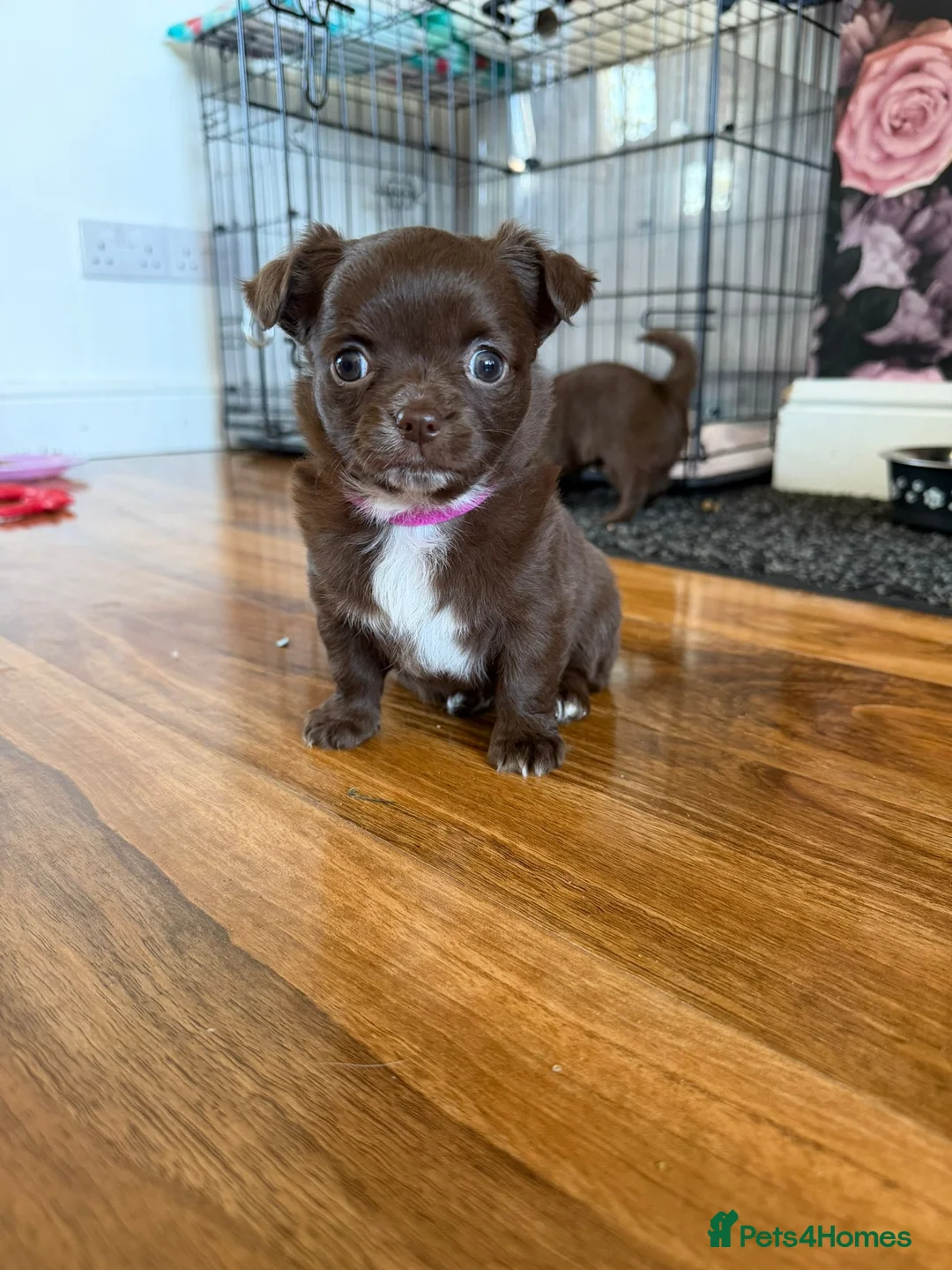 Chihuahua dogs for sale: Beautiful Litter of Long Coat Chihuahua Puppies - Advert 2