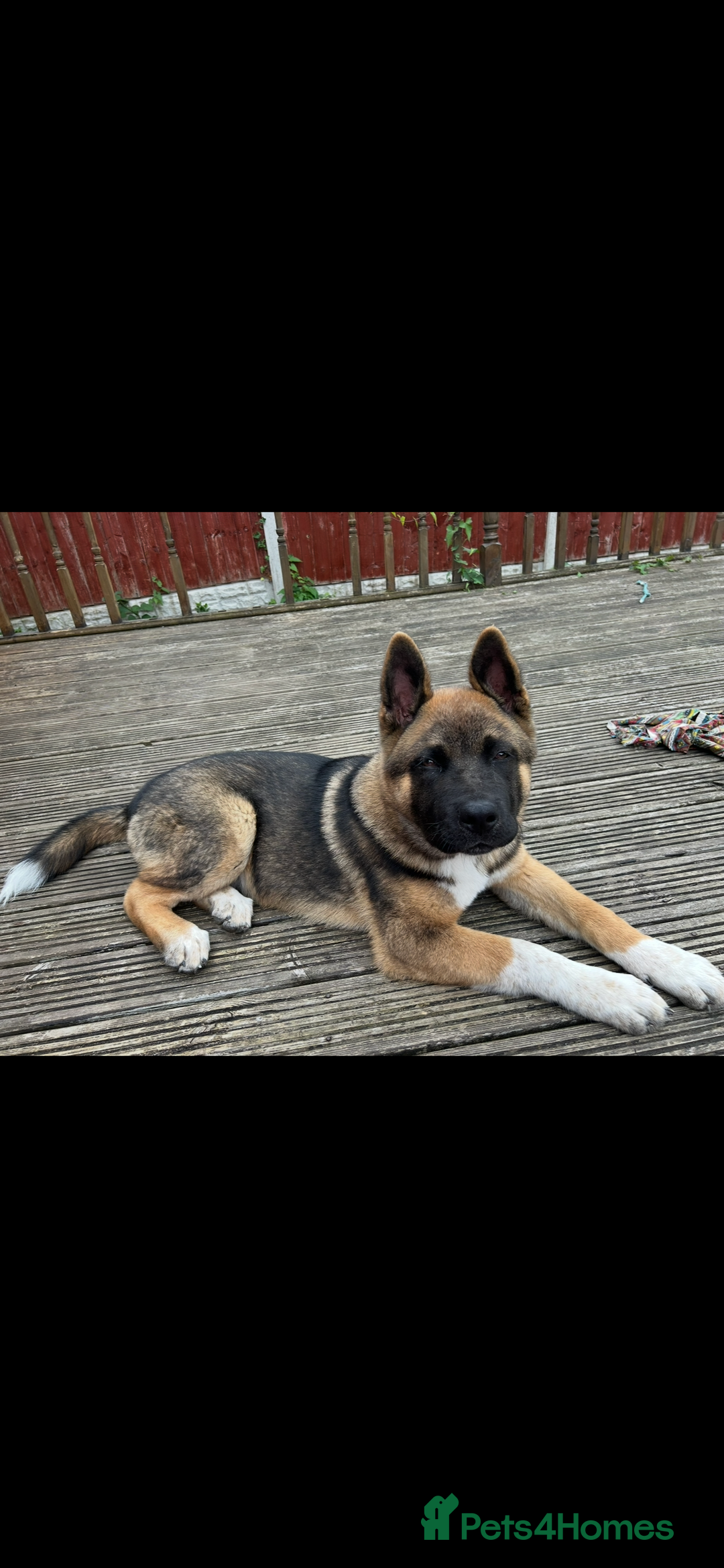 Akita dogs for sale: American Akita  - Advert 1