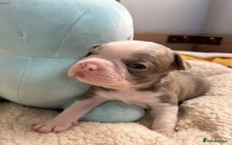 Boston Terrier dogs for sale: Stunning KC registered litter - Image 22