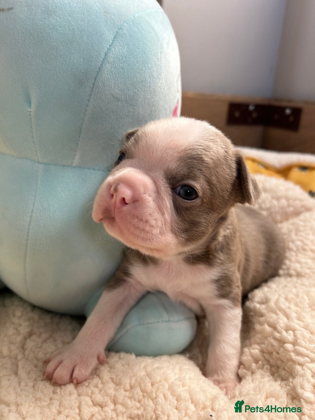 Boston Terrier dogs for sale: Stunning KC registered litter - Image 22