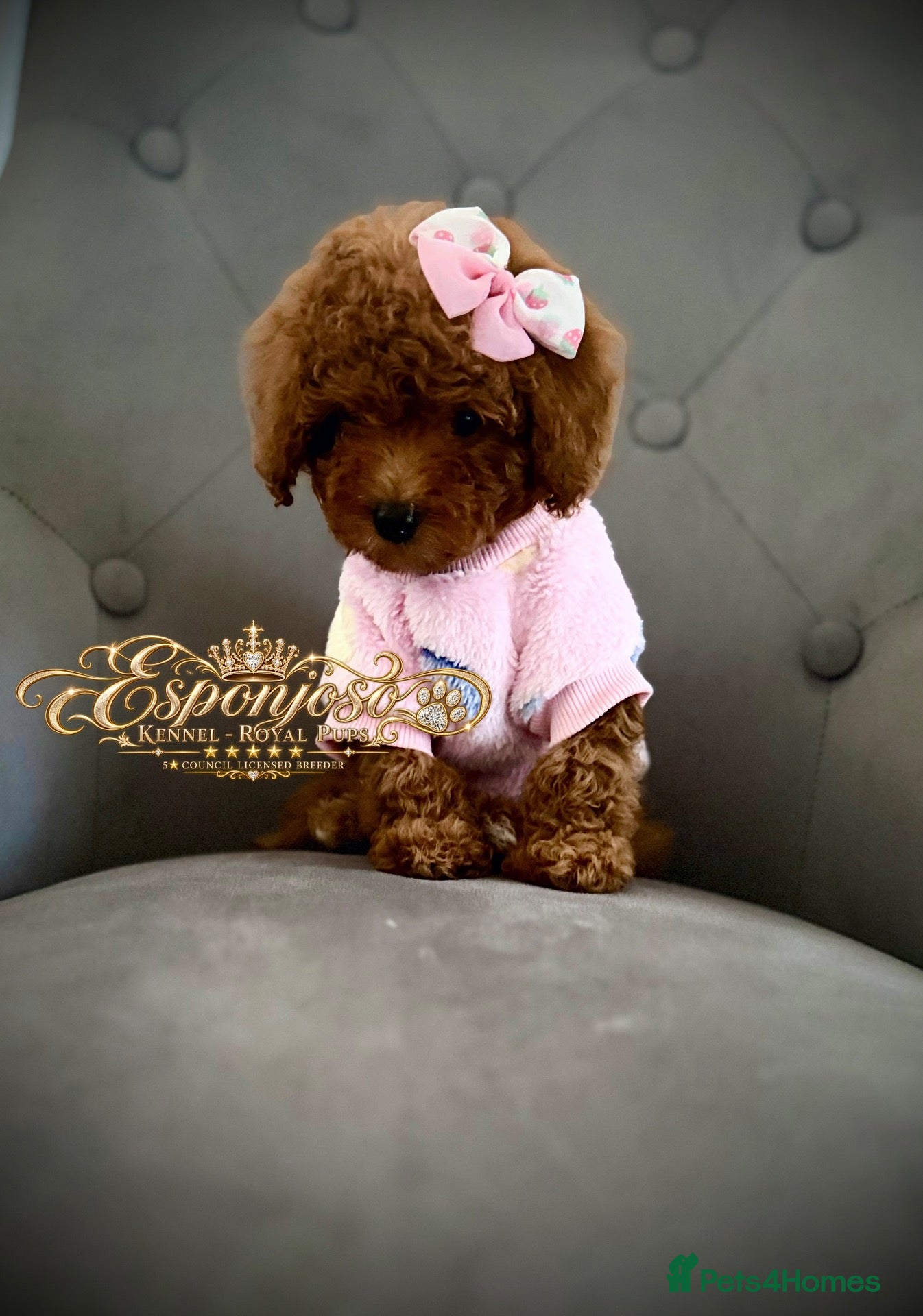 Toy Poodle dogs Ready NOW  🏡5⭐ Licensed ESPONJOSO Toy Poodle👑 - Advert 11