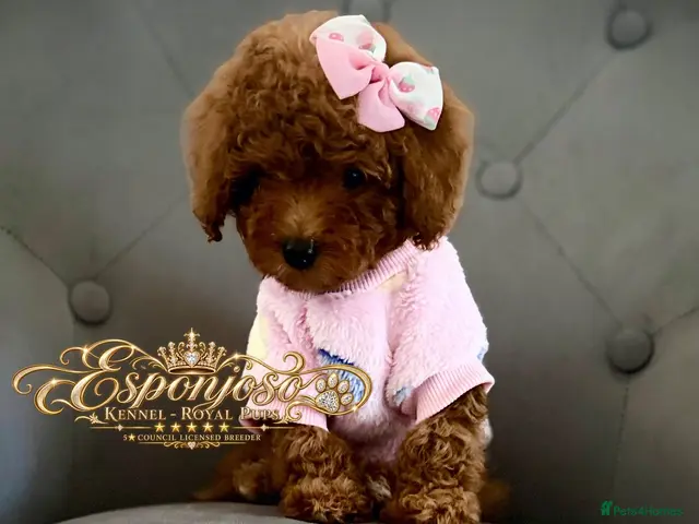 Toy Poodle dogs for sale: 1 Last girl 🏡5⭐ Licensed ESPONJOSO Toy Poodle👑 - Advert 2