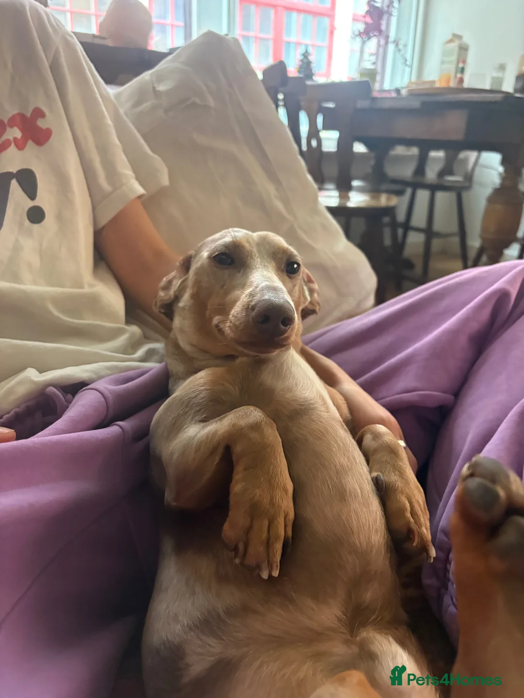 Miniature Dachshund dogs for sale: Amazing, Gentle, Loving Babi deserves more time - Advert 2