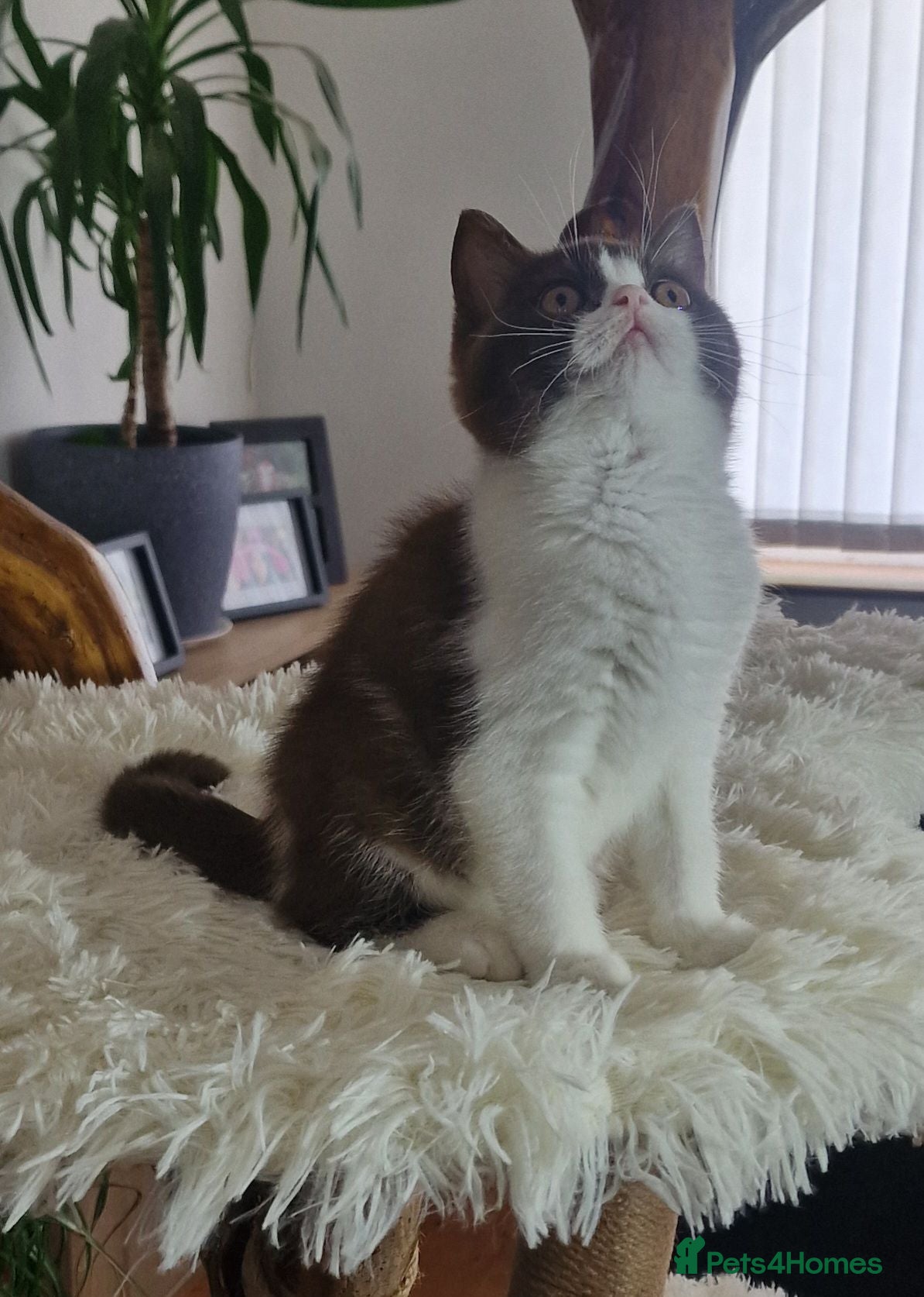 British Shorthair cats Tica British Shorthair & Longhair Champion Lines - Advert 2