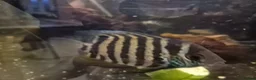 Cichlids fish for sale: Fish for sale  in Leeds - Advert 5