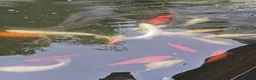 Koi Carp fish for sale: Various Koi Carp & Gold fish for sale in Leicester - Advert 5