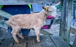 Goats livestock for sale: Royal Golden Guernsey adults, kids + yearlings - Image 9