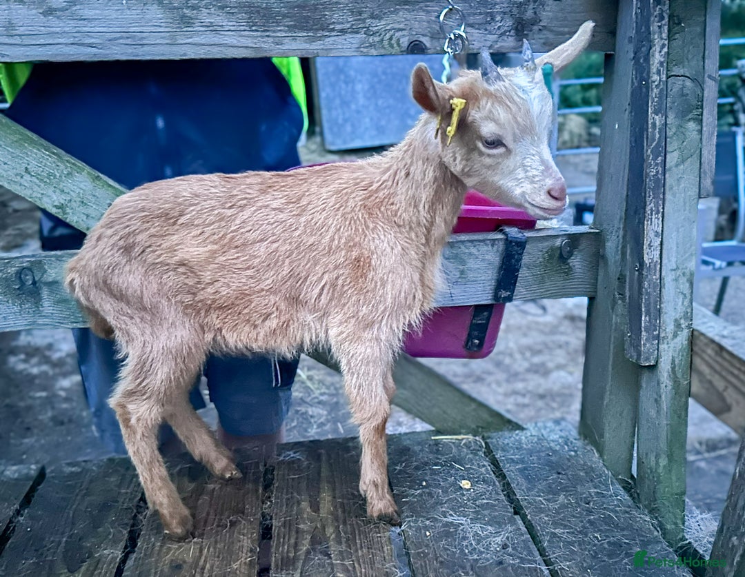 Goats livestock for sale: Royal Golden Guernsey adults, kids + yearlings - Image 9