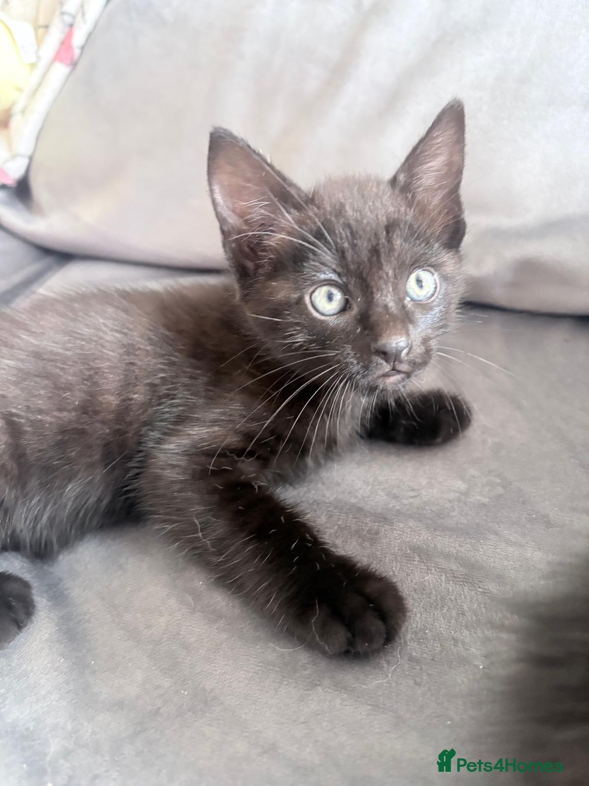 Mixed Breed cats for sale: Savannah mixed kittens - Advert 18