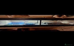 Tortoise reptiles for sale: Red foot Tortoise - Advert 3