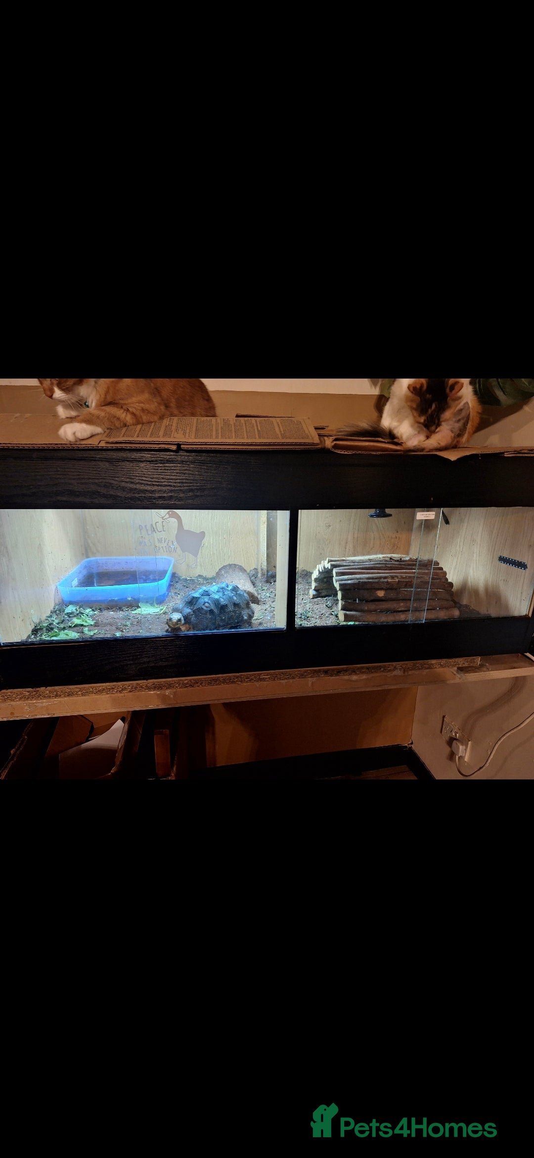 Tortoise reptiles for sale: Red foot Tortoise - Advert 3