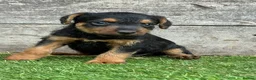 Lakeland Terrier dogs for sale: Lakeland terrier puppies - Advert 19