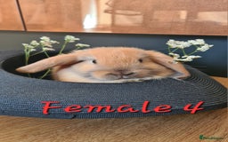 Mini Lop rabbits for sale: 6 Mini Lop Baby Rabbits - 4 females, 2 males - Image 12