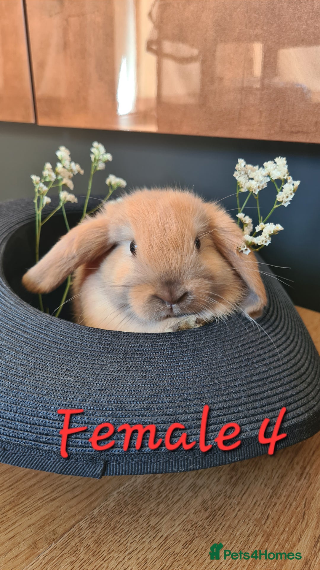 Mini Lop rabbits for sale: 6 Mini Lop Baby Rabbits - 4 females, 2 males - Image 12