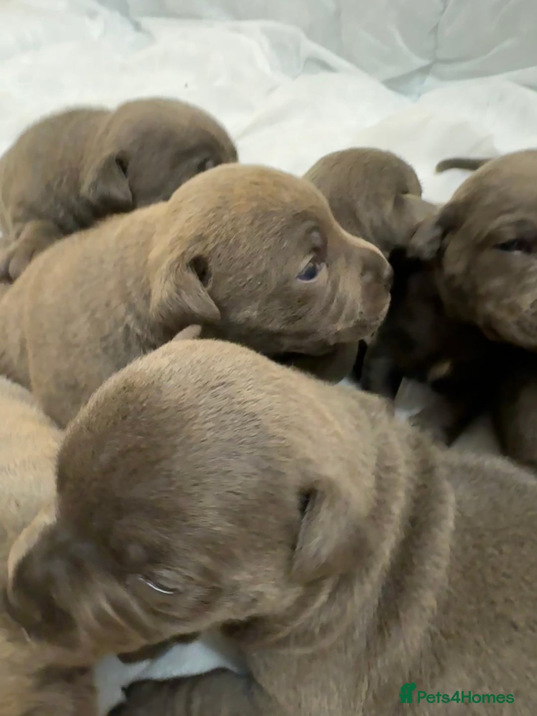 Staffordshire Bull Terrier dogs for sale: KC & DNA tested Staffordshire Bull Terrier Puppies - Advert 11