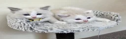 Ragdoll cats for sale: Beautiful Ragdoll kittens  - Advert 7