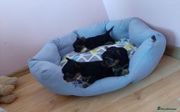Yorkshire Terrier dogs for sale: Adorable Miniature Yorkshire terrier Boy  - Image 6