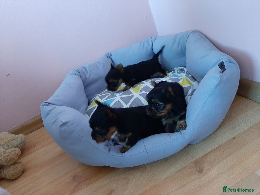 Yorkshire Terrier dogs for sale: Adorable Miniature Yorkshire terrier Boy  - Image 6